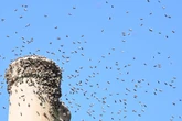 Family 'trapped' as Midland street invaded by a million bees