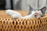 Cat owners in England face £500 fines over law 13 per cent refuse to follow