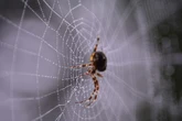 UK households warned to 'seal windows and doors' as spider season brought forward