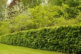 UK households with hedges in garden risk 'prison sentence' for mistake in May