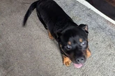 Tragic end for one of two dogs found tied up next to bin in alleyway