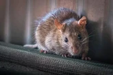 'Rat fever' kills 122 and infects 3,700 more with people told 'stay home'