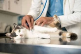 Warning for anyone who takes their cat or dog to a vet in the UK