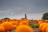 Midland field where 40,000 pumpkins are ready for Halloween