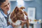 Major vet shake-up in England with pet owners facing 21 new rules