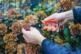 The 5-minute gardening task to do now to ensure healthy Hydrangeas next spring