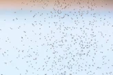 UK households warned 'keep doors and windows shut' as swarms of bug sweep England