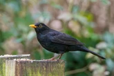 Warning for UK households with blackbirds in garden after birds drop 'dead'