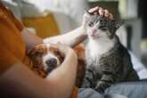 Cat owners in England face 'silent epidemic' affecting '80 per cent of pets'