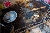 Inside Midland home where cruel owner left five dogs in filth without water