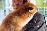 Incredible bond between Midland man and 'cuddly' fox he rescued