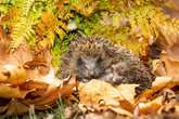 People with much loved animal in their gardens issued warning over one winter act