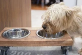 Dog owners told 'to keep pets inside' for four particular hours on Thursday
