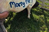 The story behind 'will you marry me?' sheep spotted on Midland farm