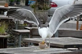 Holidaymakers warned over seagulls who can lift coffee mugs in tourist hotspot