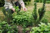 Gardeners urged to complete five key jobs this month ahead of winter