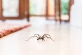 UK households warned not to kill spiders coming into house in September