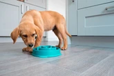 UK households with dog bowl in home urged to act before next Saturday