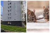 'I was forced to live with rats for 18 months' - council tenant wins compensation