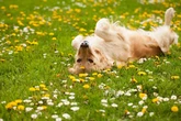 Dog owners urged not to splash their dogs with water in UK heatwave