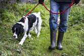 Dog owners in England warned mistake on March walks comes with £500 charge