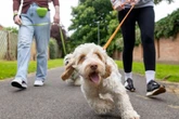 Dog owners in England warned to 'keep pets indoors' until 6pm from Thursday