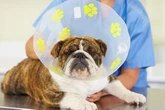 Full list of 21 new vet rules in UK including £16 price cap for pet owners