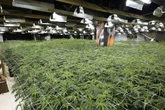 Police bust 'high-rolling' cannabis factory inside former casino