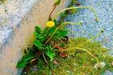 Woman's 'tried and tested' weed killer trick clears patios in days without chemicals