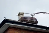 'XL Gullies' terrorising city and 'divebombing' residents as they leave homes