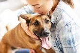 Dog owners in England could face 'ban' for breaking three-year rule