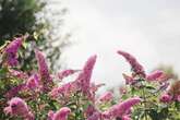 Gardeners urged to avoid popular flower as it's 'as invasive as Japanese knotweed'