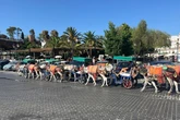 UK tourist shares 'upsetting' donkey photos from Spanish holiday
