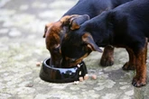 'Do not use' warning over popular dog food with pet owners warned