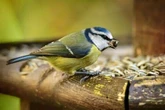 Warning to anyone leaving food out for birds in October as it could be deadly