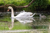 Cygnets hitch a ride on mum's back after Midland litter born