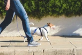 UK dog owners told to carry item on them at all times from Thursday
