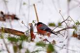 New -10C snow storm on way to UK with 'exact date' it starts announced