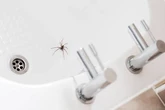 UK households told '10-minute task' will banish spiders from home forever