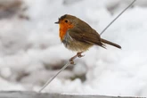 All the parts of UK set for snow in -4C blast 'which will arrive from today'
