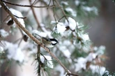 Met Office confirms 'some snow' in March with flurries as early as next week