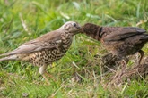 Rare moment orphaned blackbird chick 'adopted' by mistle thrush in new footage