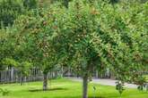 UK households who have apple or pear tree in garden 'warned'