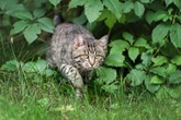All cat owners in England with water bowls ordered to act