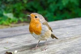 UK households who've seen robins in garden must make three changes immediately