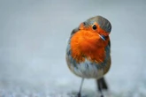 Anyone with robins in their garden urged to put out 41p kitchen staple