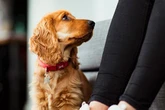 Dog owners face £5,000 fine for 'any collar which doesn't comply'