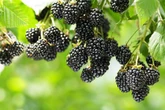 UK households picking blackberries face £300 fine 'regardless of quantity gathered'