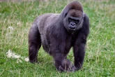 Moment prank 999 caller requests armed police to a 'gorilla' in town centre