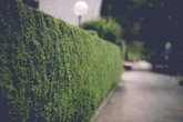 UK households with garden hedges face 'six months in prison' after 'unintentional' rule break